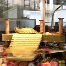 Flottante Reptiles Tortue Terrasse Plateforme Séchage avec Échelle Rampe