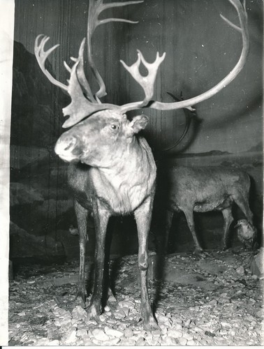 Taxidermie 1950 photo - 1950,