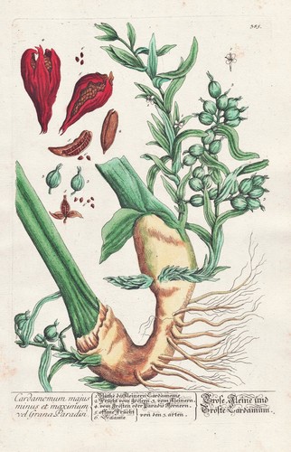 Cardamome épices herbes - cardamome,