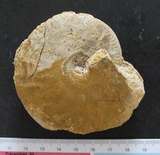 Ammonite fossile Oppelia