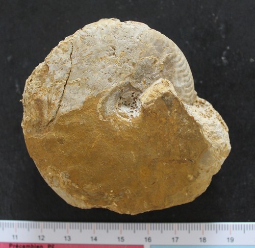 Ammonite fossile oppelia - fossile,