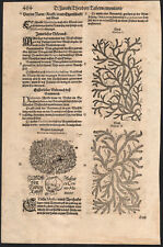 1588 Rare planche gravures