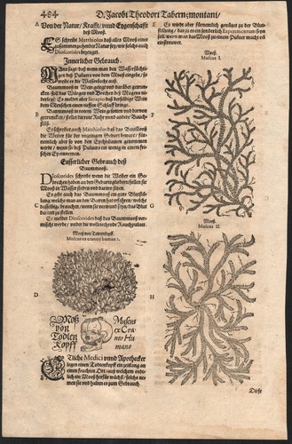 1588 rare planche gravures - 1588,