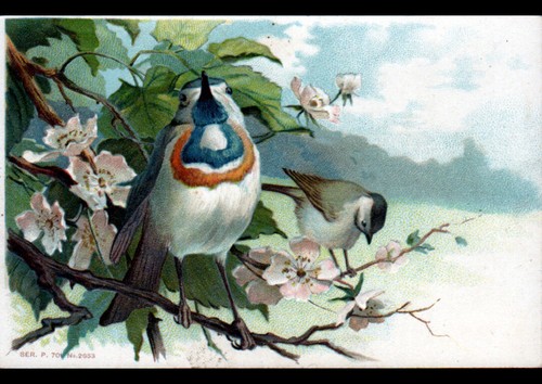 Bird branch flowery fruit - flowery,