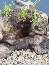 Bonsaï olivier 26 x 30 cm en pot plante arbre nebari majestueux spectaculaire