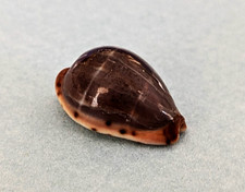 Cypraea Androyensis 15,7 mm Madagascar " Joli spécimen "