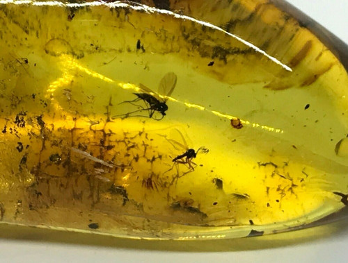 Pendentif ambre insectes - 2,
