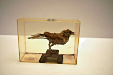 Vintage Taxidermie Sparrow