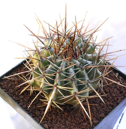 Echinocactus ingens bfg - bfg,