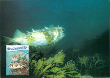 New Zealand 1998 Maxi Card