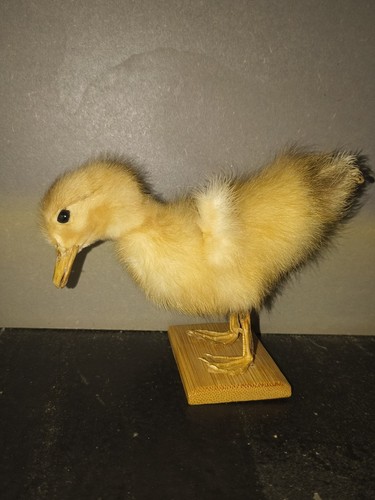 Caneton naturalisé ancien sur