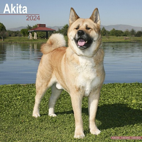 Calendrier 2024 akita inu - 2024,