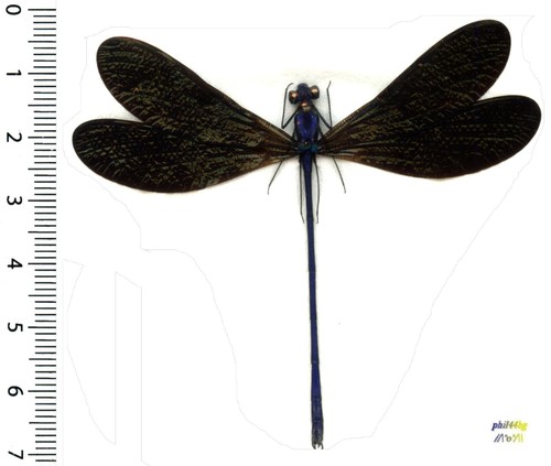 Odonata zygoptera vestalis - odonata,,