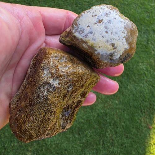 Partially digested mosasaur - digested,