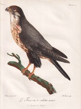Black Falcon Falke Oiseaux