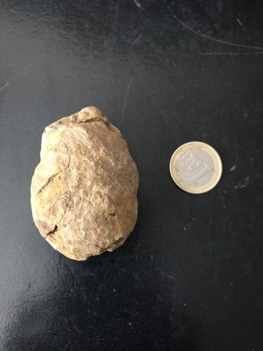 Trilobite fossile - trilobite,