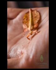 *Phyllium Letiranti "Tataba"