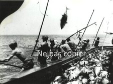 PECHE AUX THONS vers 1950 tirage d'époque Thoniers