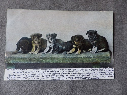 Cpa chasse groupe de chiens - ,