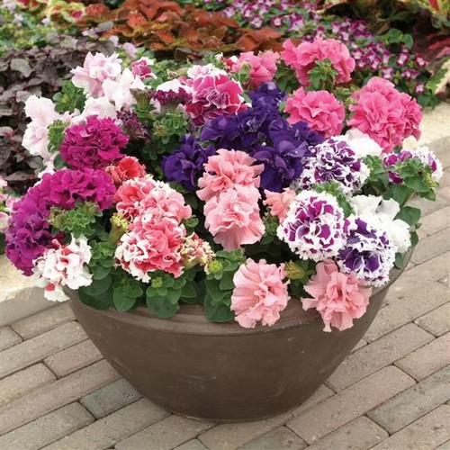 Graines pétunia f1 - pétunia,