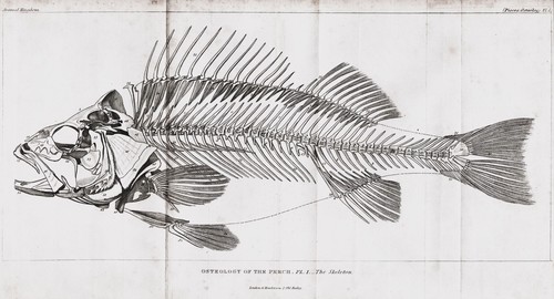 Barsches perch poisson - barsches,