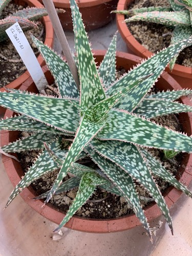 Aloe hybride cl2021 - aloe, cl2021.b1