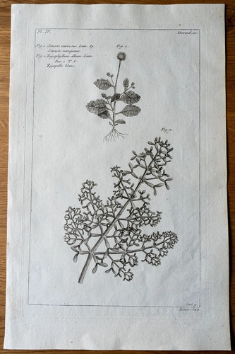 Grande gravure ancienne