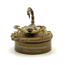 Mini figurine Livre des