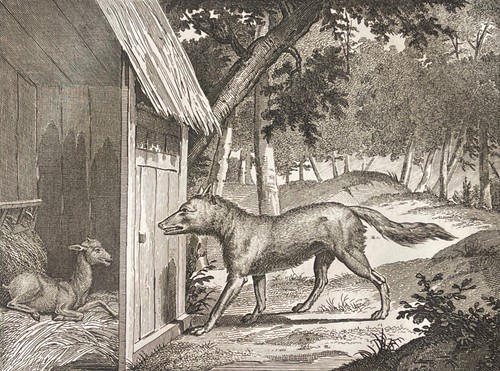 Loup chèvre et - loup, le