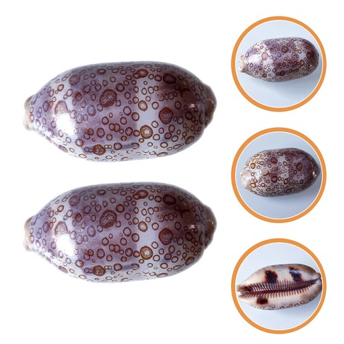 Pcs coquillages décoratifs - coquillages,