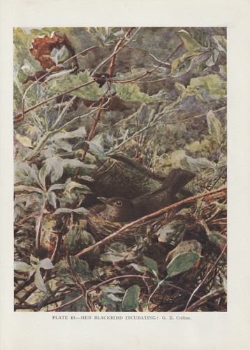 Blackbird - , merula)