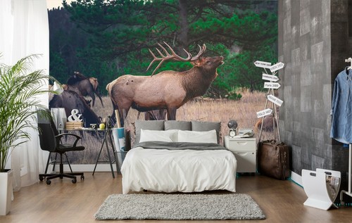 Papier peint animal - 3d, elk