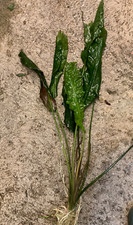 RARE Cryptocoryne crispatula