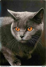 Animaux - Chats - Chatons - British shorthair - Chat noir - CPM - Voir Scans Rec