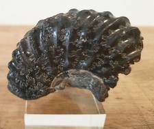 Collections Fossiles Ammonite avec Sulcata du Cap Blanc Nez