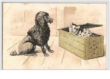 CHATS.CHATONS CACHES DANS UNE CAISSE ET CHIEN LES OBSERVANT.