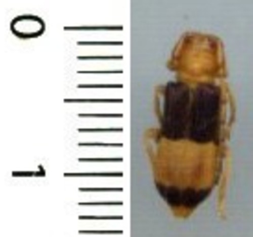 Cerambycidae bacchisa - -,
