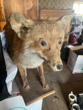 Renard et tête de Sanglier naturalisés/empaillés