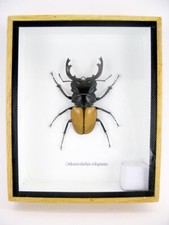 Odontolabis elegans Male - en