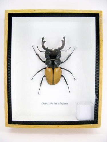 Odontolabis elegans male en - odontolabis,
