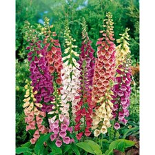 20 GRAINES DE DIGITALE EXCELSIOR