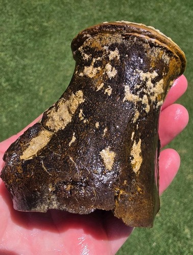 Freshly erroded mosasaur - freshly,