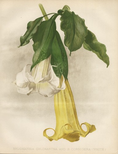 Brugmansia trompettes ange - brugmansia,