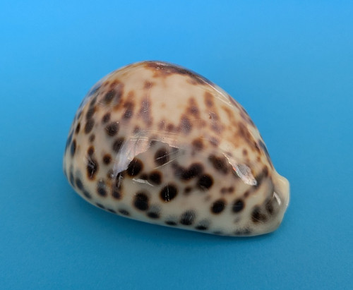Cypraea tigris f - 91,4, f++