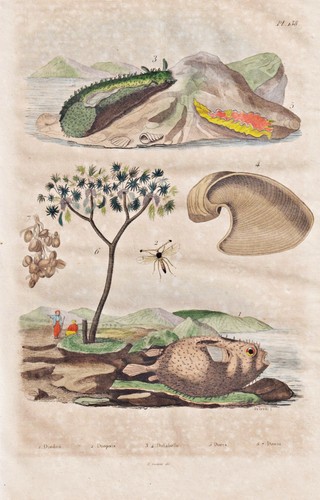 Poisson globe poissons - poisson,