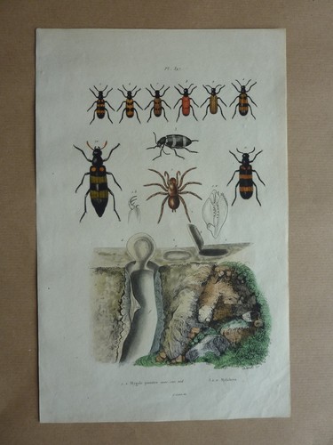 Gravure couleurs xixe mygale - *,