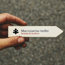 Macrozamia riedlei seeds - macrozamia, |
