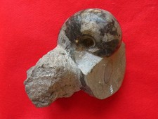 Nautile du Toarcien : Cenoceras terebratum Dumortier