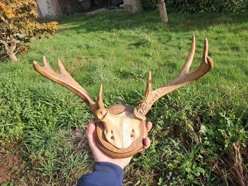 Trophée cerf virginie - trophée,