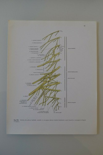 Planche anatomie humaine - d'anatomie,